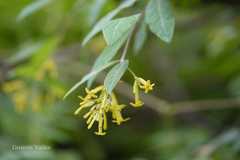 Wikstroemia canescens